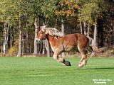 Jefke in galop